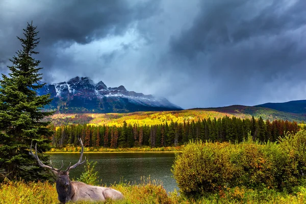 Die Rocky Mountains Kanada Herrliche Hirsche Mit Hörnern Die Auf — Stockfoto