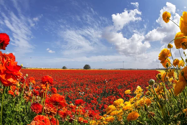 Summer Day Israel Picturesque Multi Colored Garden Buttercups Light Clouds — Stock Photo, Image