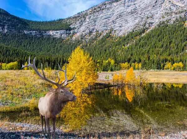 積極的かつ生態観光の概念 湖の岸には分岐角を持つカナダの鹿が休んでいます アブラハム湖はカナダのロッキー山脈の巨大な池です — ストック写真