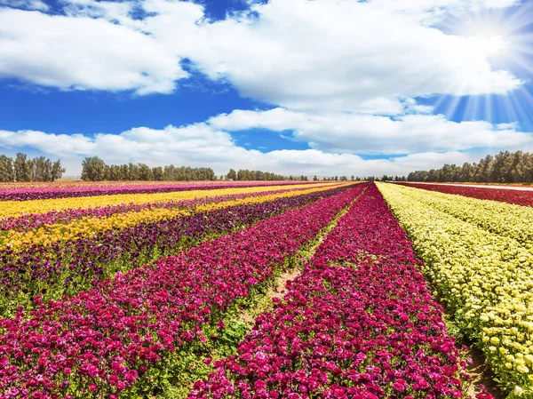 Huge Field Spring Garden Buttercups Long Stripes Large Yellow Purple — Stock Photo, Image