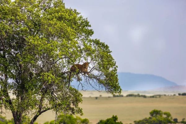Stor Pittoresk Katt Fläckig Leopard Vilar Ett Träd Rovdjur Masai — Stockfoto