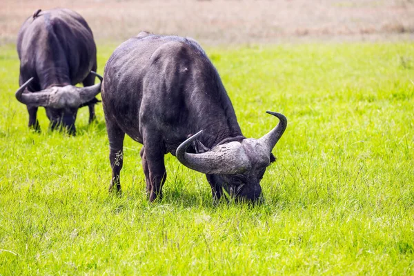 Prächtige Afrikanische Büffel Grasen Hohen Gras Der Savanne Die Reise — Stockfoto