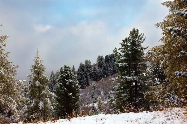 Δολομίτες Άλπεις Πρώτο Χιόνι Έπεσε Δολομίτες Τεράστιο Αειθαλές Έλατο Σκόνη — Φωτογραφία Αρχείου