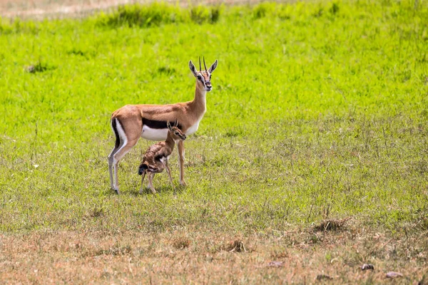 Safari Masai Mara Keňa Ženská Matka Gazely Thomsona Novorozeným Dítětem — Stock fotografie
