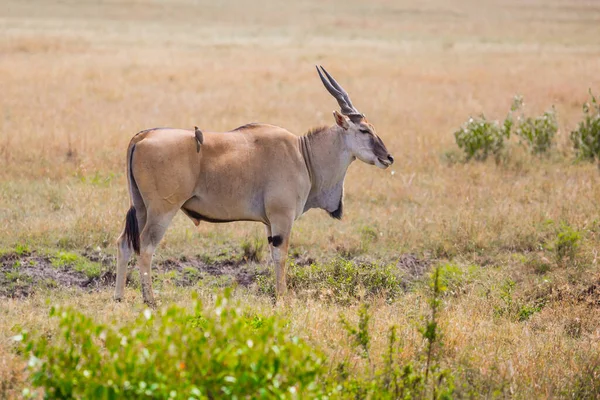Kenya Largest Antelope World Antelope Bovine Family Eland Kanna Safari — Stock Photo, Image