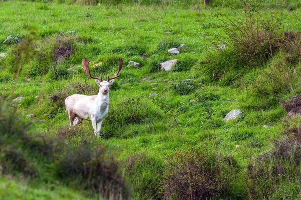 Nova Zelândia Veado Lindo Com Enormes Chifres Bonitos Posando Para — Fotografia de Stock