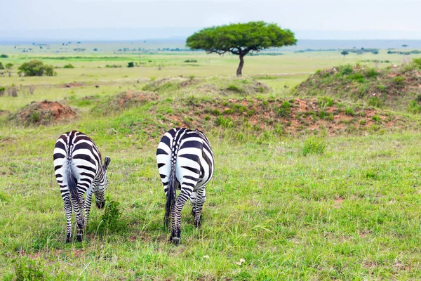 Prachtige Reis Naar Afrikaanse Savanne Charmante Symmetrische Zebra Grazen Samen — Stockfoto