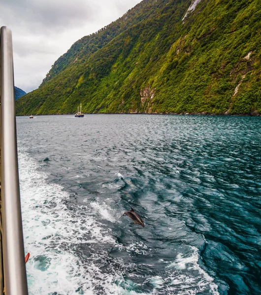 ニュージーランドの南の島 曇りの日にフィヨルドミルフォードサウンド ボート旅行 イルカは波に飛び乗って船に同行する 人生で最高の旅 積極的かつ生態学的なツアーの概念 — ストック写真