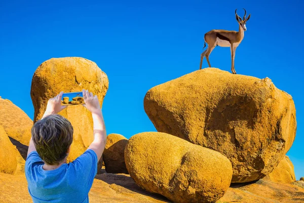 Antelope Springbok Nas Rochas Deserto Spitskoppe Viajar Para África Pedras — Fotografia de Stock