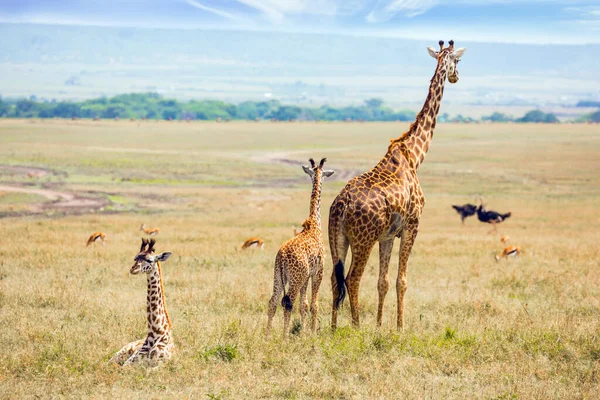 Afrikanische Savanne Charmante Giraffenfamilien Mit Kleinen Hörnern Und Gefleckter Haut — Stockfoto