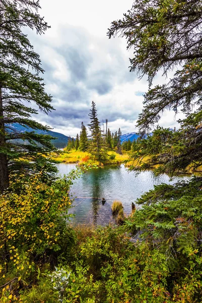 神奇的风景 加拿大的湖泊 黄色的秋天的青草和冷杉 秋风在黑暗的水中激起涟漪 光旅游和积极旅游的概念 — 图库照片