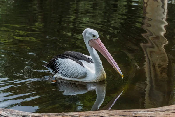 Büyük Kuşu Avustralya Pelikanı Sığ Bir Gölette Yüzer Avustralya Parkı — Stok fotoğraf
