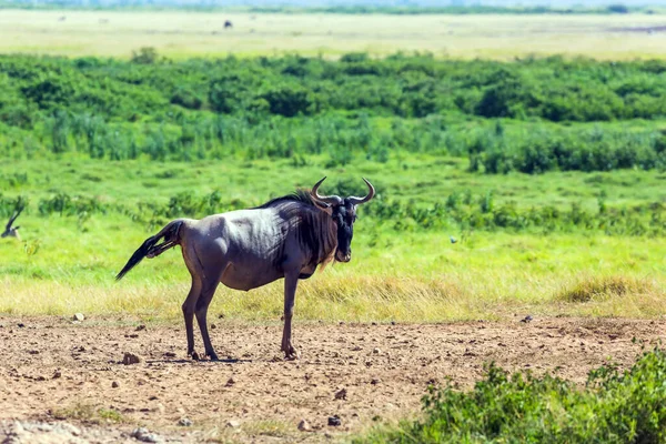 Antylopa Gnu Rodzi Sawannie Safari Wycieczka Słynnego Kenijskiego Rezerwatu Amboseli — Zdjęcie stockowe