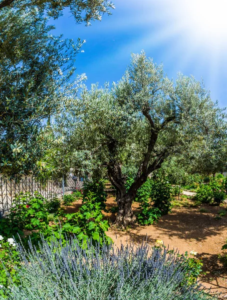 聖エルサレムにあるゲッセマネの園 暑い秋の太陽の下で枝分かれしたオリーブの木 ゲッセマネで非常に古代のオリーブを育てなさい 歴史的 宗教的 民族誌的観光の概念 — ストック写真