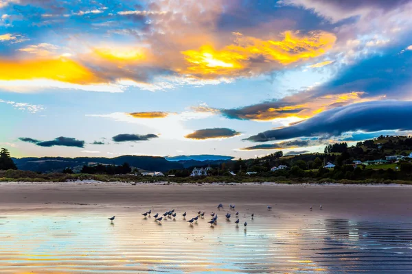 一群鸟儿在海岸附近的水里休息 去世界的边缘旅行 太平洋 新西兰 黄昏时分 清静空旷的海滩 概念照片 生态与健康旅游 — 图库照片