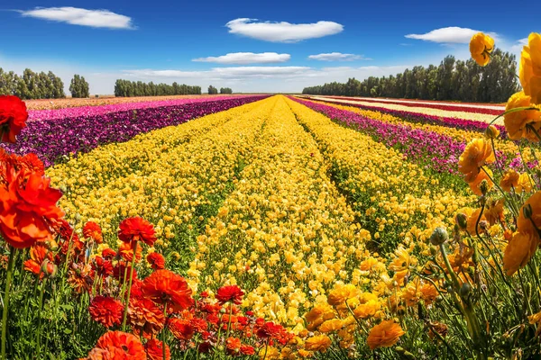 晴れた春の日には庭のバターカップの開花フィールド 高い青空に光の積雲 生態系 写真観光の概念 — ストック写真