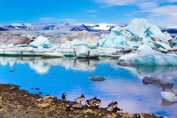 Arctic birds goose feed offshore. The lagoon Jokulsaurloun. Iceland. Bizarre icebergs and floating ice floes reflected in the water. The concept of eco, northern and photo tourism