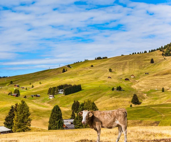 Dagadt Tanyasi Tehenek Legelnek Hegyekben Alpe Siusi Bájos Fennsík Dolomitok — Stock Fotó