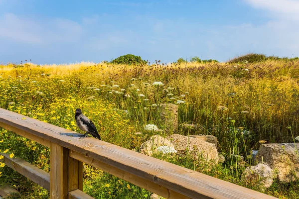 在一片开满青草的草地上 人行横道 在木栏杆上坐着一只灰色的乌鸦 以色列凯撒利亚的公园 生态和历史旅游的概念 — 图库照片