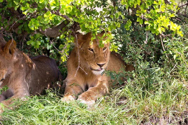 Two Young Lionesses Rest Shade Bush Savannah Kenya Masai Mara — Stock Photo, Image