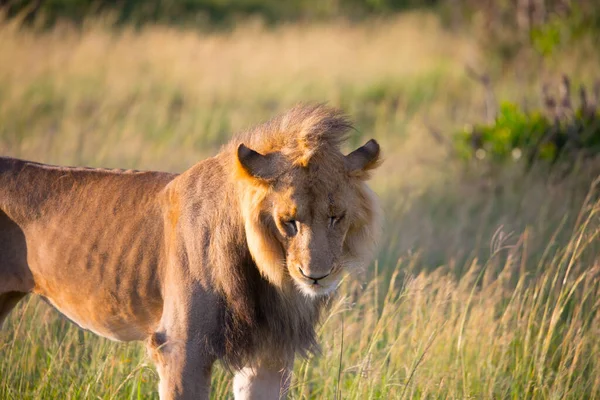 アフリカの細いライオンは狩りが成功した後日陰で休んでいます ケニア マサイ マラ公園 アフリカのサバンナで春にジープサファリ エキゾチックで極端な観光と写真観光の概念 — ストック写真