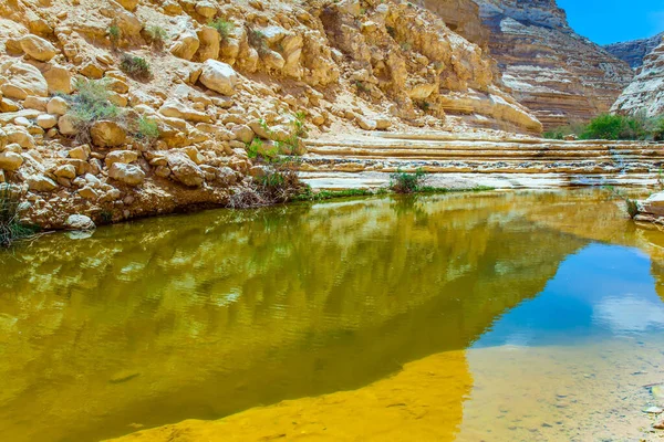 Slunečný Jarní Den Negevské Poušti Izrael Mělký Pramen Protéká Kaňonem — Stock fotografie