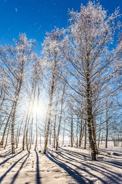 눈에는 북극의 북쪽의 지평선 자작나무 차가운 극단적 관광의 — 스톡 사진