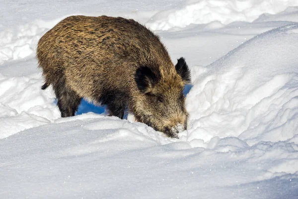 Cinghiale Nella Neve Febbraio Foresta Conifere Innevata Zoo Ranua Lapponia — Foto Stock