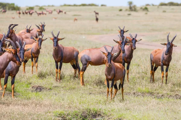 Kenyo Safari Národním Parku Masai Mara Nádherný Výlet Africké Savany — Stock fotografie