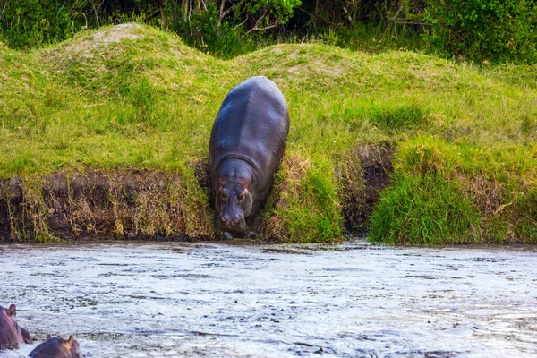 Enorma Flodhästar Går Ner Till Sjön Flodhästen Ett Största Moderna — Stockfoto