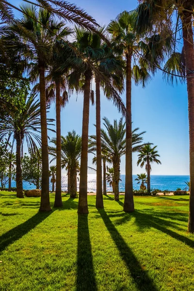 Oslnivý Západ Slunce Malebný Palmový Háj Pláži Dovolená Ostrově Středozemním — Stock fotografie