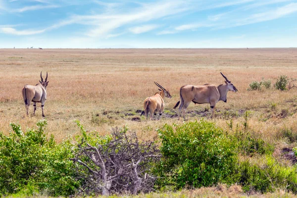 Kenyo Safari Národním Parku Masai Mara Antilopy Hovězí Rodiny Eland — Stock fotografie