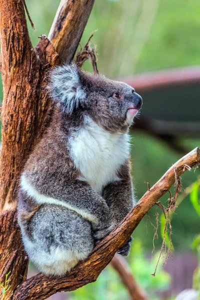 Coala Atenciosa Endêmica Australiana Comendo Folhas Eucalipto Único Representante Moderno — Fotografia de Stock