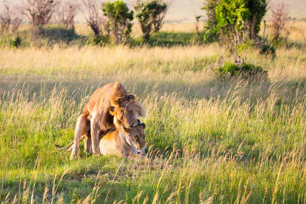 Lion Lioness Mate Savannah Kenya Masai Mara Park Jeep Safari — Stock Photo, Image