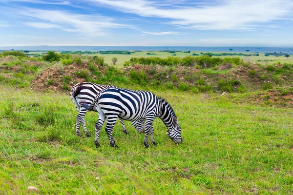 Magnifique Voyage Savane Africaine Kenya Printemps Charmants Zèbres Symétriques Broutent — Photo