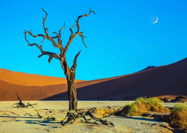 Száraz Alján Száraz Fákkal Namib Naukluft Nemzeti Parkban Esti Szürkület — Stock Fotó