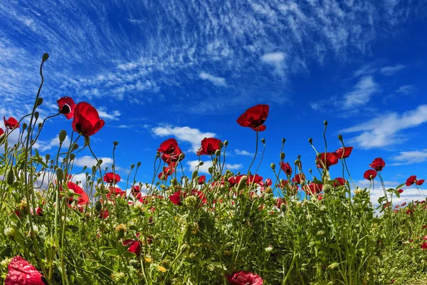 Primavera Temprana Israel Magníficas Flores Silvestres Anémonas Rojas Nubes Cirros —  Fotos de Stock