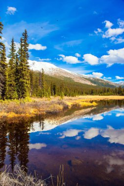 Sarı otlarla kaplı sığ bataklık. Kanada Kayalıkları 'na sonbahar gezisi. Bulutlar gölün yumuşak suyuna yansıyor. Aktif, eko ve fotoğraf turizmi kavramı