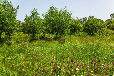 İsrail 'de Hamursuz Bayramı. Golan Tepeleri 'nin çiçekli yeşil yamaçları. Çiçekli yeşil çayır ve kırmızı şakayıklar. Ekolojik, aktif ve fotoğraf turizmi kavramı
