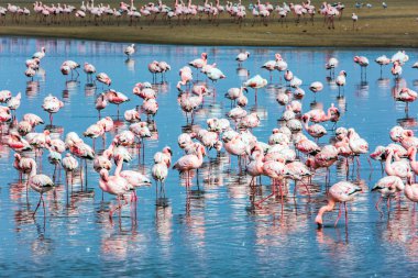 Beyaz-pembe flamingolar pürüzsüz suya yansır. Afrika. Gün doğumu. Swakopmund. Sabahın erken saatlerinde, Namibya 'nın Atlantik kıyısında. Ekolojik, aktif ve fotoğraf turizmi kavramı