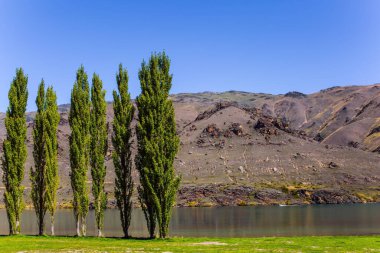 Göl kenarındaki çimenlikte. Cypress sokağı, resimli tepeler ve Cromwell çevresindeki mavi göl. Magic New Zealand, Güney Adası. Ekolojik ve fotoğraf turizmi kavramı