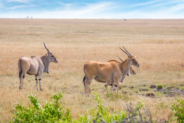 Antelopy Rodziny Bydlęcej Eland Kanna Największe Antylopy Świecie Kenia Safari — Zdjęcie stockowe