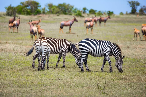 Magnificent Trip African Savannah Herd Zebras Grazes Grass Kenya Spring — Stock Photo, Image