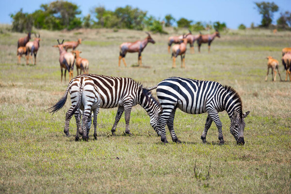 Magnificent trip to the African savannah. Herd of zebras grazes on the grass. Kenya in the spring. Ecological, active and phototourism concept