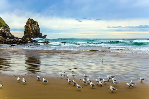 成群结队的白蚁在沙滩上休息 新西兰南岛的食人鱼湾 宽阔的海滩 白色的沙子和蓝绿色的水 积极和光旅游业的概念 — 图库照片