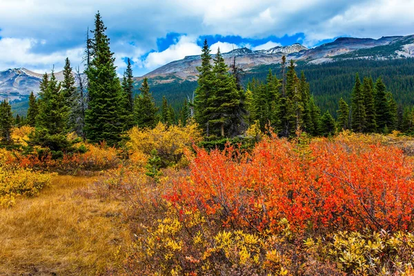 加拿大落基山脉的秋天 船头湖畔的五彩缤纷的草地 环境和摄影旅游的概念 — 图库照片