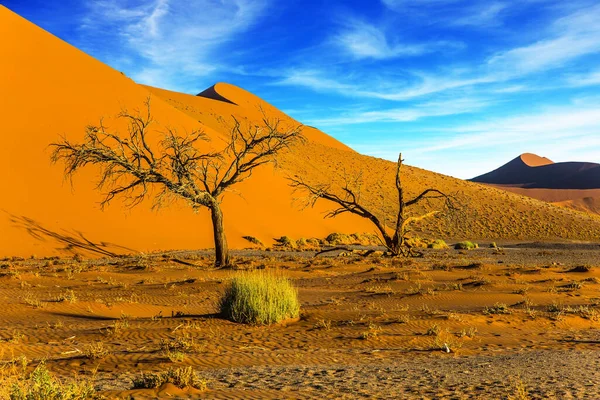 Two Small Trees Giant Yellow Dune Namib Desert Journey Fairy — Stock Photo, Image