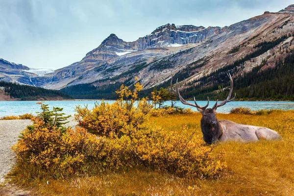 Majestic Rockies Canada Inglés Hermoso Ciervo Con Cuernos Ramificados Descansando — Foto de Stock