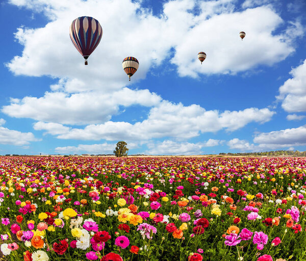 Kibbutz fields of flowering garden buttercups /ranunculus/. Two magnificent multi-colored balloons flying over flower field. Spring flowering. Concept of ecological, active; extreme and rural touris
