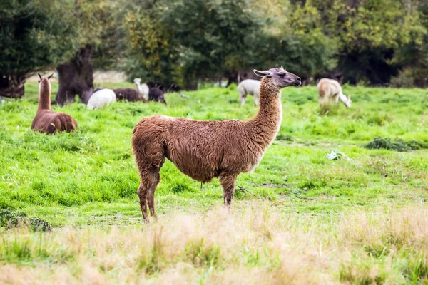 Stádo Pestrobarevných Lamas Ostříhání Pasou Zeleném Trávníku Koncept Exotické Ekologické — Stock fotografie